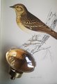Polished oval crystal and brass cabinet pull/Retro gold glazed egg crystal drawer knob/mid century style smooth polished crystal door handle