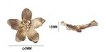 Gold cymbidium door knob/ Exotic flower cabinet pull/Brass flower Door Handle/Orchid drawer pull/ bedroom furniture hardware/orchid flower