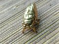 Shiny gold brass Insect cabinet pull/Beetle door handle/Gold bug drawer handle/Gold Cicada drawer knob/ Unique brass furniture hardware
