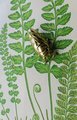 Shiny gold brass Insect cabinet pull/Beetle door handle/Gold bug drawer handle/Gold Cicada drawer knob/ Unique brass furniture hardware