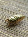 Shiny gold brass Insect cabinet pull/Beetle door handle/Gold bug drawer handle/Gold Cicada drawer knob/ Unique brass furniture hardware