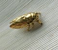 Shiny gold brass Insect cabinet pull/Beetle door handle/Gold bug drawer handle/Gold Cicada drawer knob/ Unique brass furniture hardware