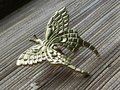 Gold Brass butterfly cabinet handle/Shiny gold moth cabinet pull/butterfly door handle/gold butterfly knob/Gold furniture hardware