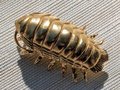 Large brass woodlouse cabinet pull/Isopod shaped Door Handle/Gold insect drawer knob/unique furniture hardware/Roly-polies door knob
