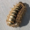 Large brass woodlouse cabinet pull/Isopod shaped Door Handle/Gold insect drawer knob/unique furniture hardware/Roly-polies door knob