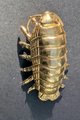 Large brass woodlouse cabinet pull/Isopod shaped Door Handle/Gold insect drawer knob/unique furniture hardware/Roly-polies door knob