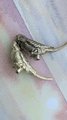 Brass Budgie Cabinet Pull/Gold Brass Budgerigar Door Handle/Bird shaped drawer handle/gold furniture hardware/Parrot Cabinet Door Knob