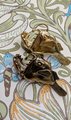 Gold lantern fish cabinet pull/Angle fish drawer handle/Unique fish door handle/Gothic core door knob/Quirky brass cabinet handle